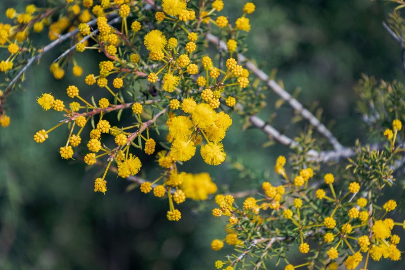 Acacia acuaria photo 7