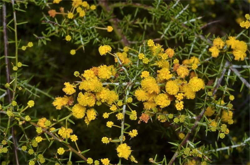 Acacia acuaria photo 8