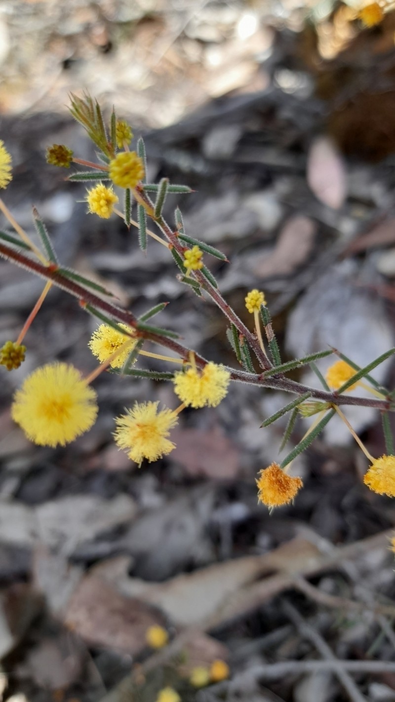 Acacia aculeatissima photo 2