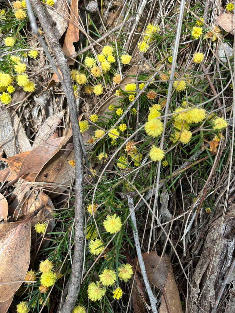 Acacia aculeatissima photo 3