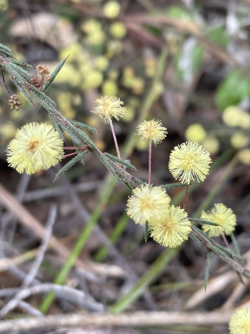 Acacia aculeatissima photo 4