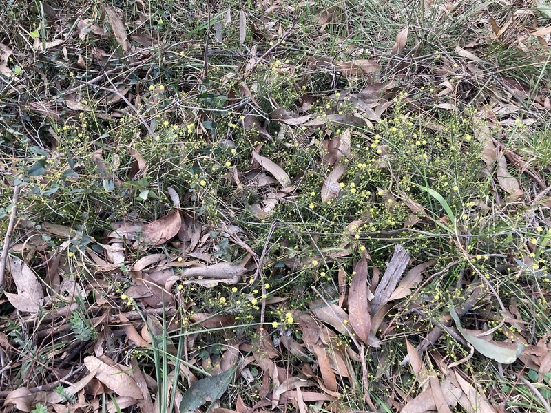 Acacia aculeatissima photo 5