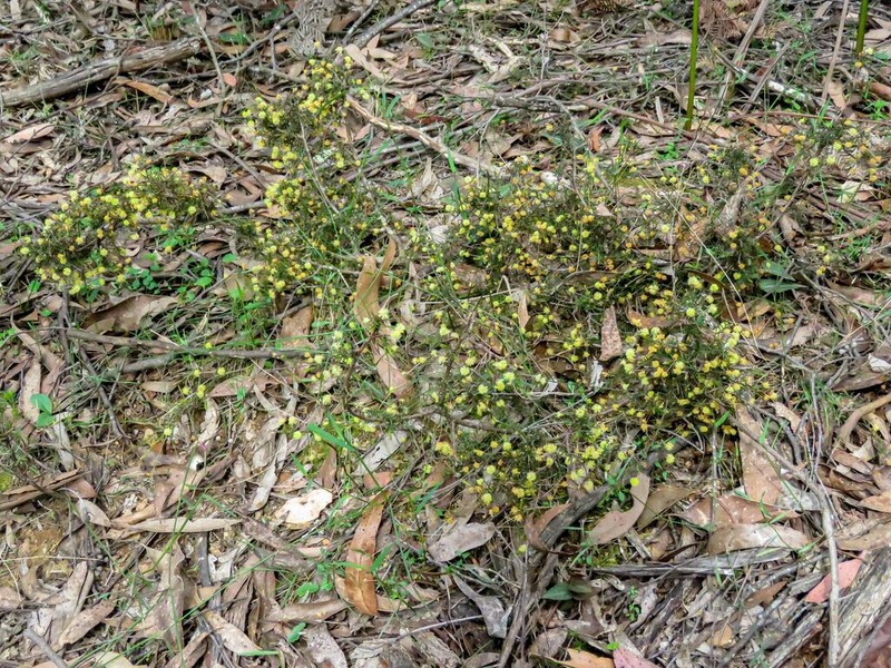 Acacia aculeatissima photo 6