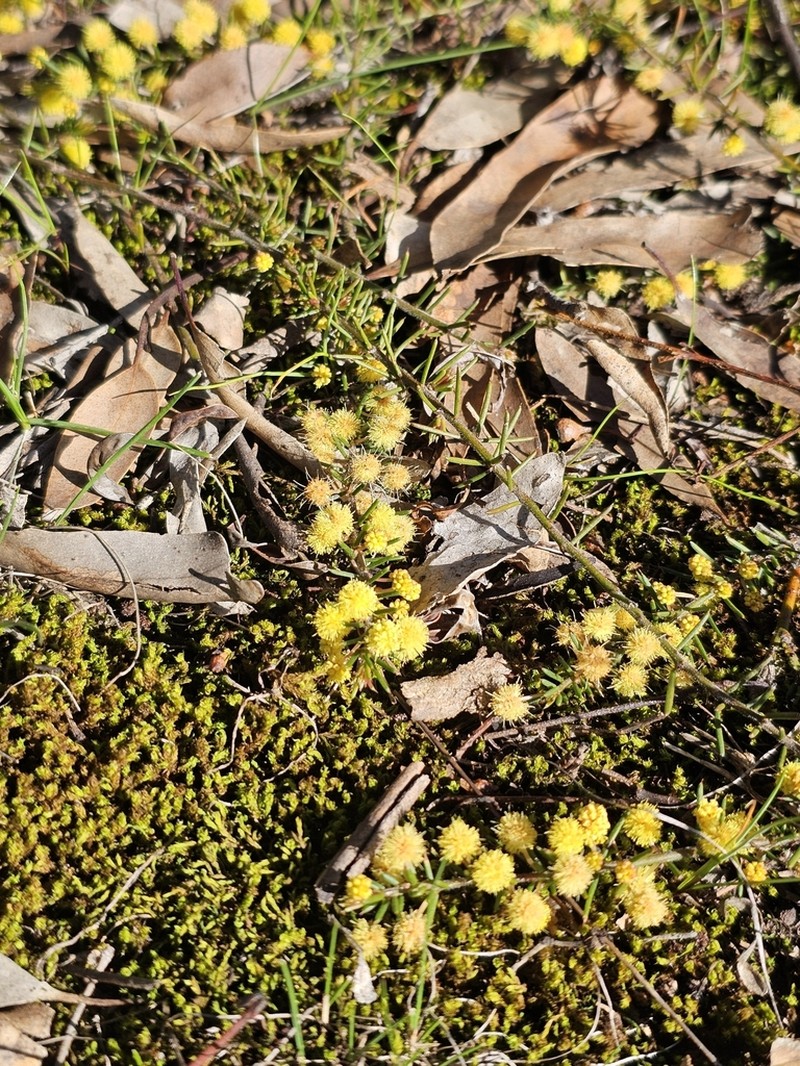 Acacia aculeatissima photo 7