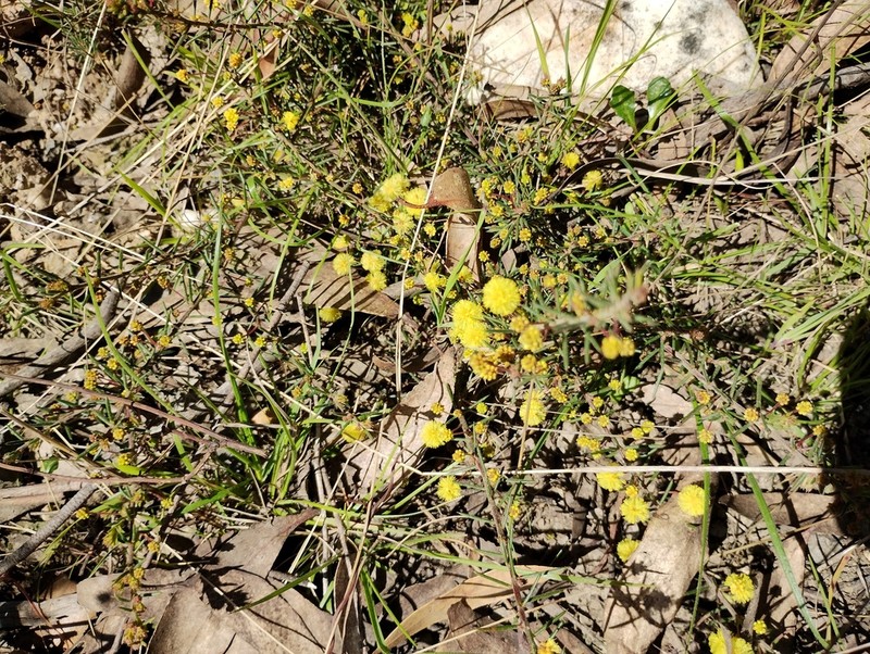 Acacia aculeatissima photo 8