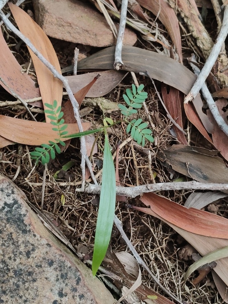 Acacia aculeiformis photo 4