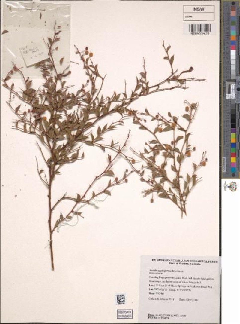 Acacia aculeiformis