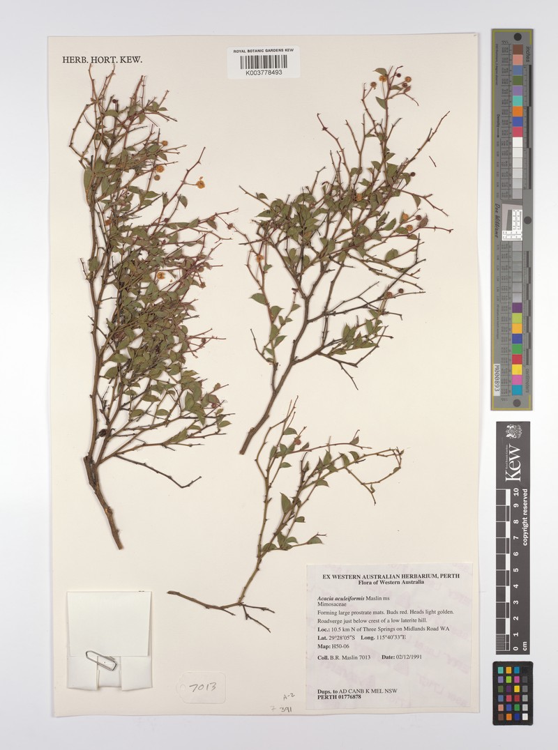 Acacia aculeiformis photo 2