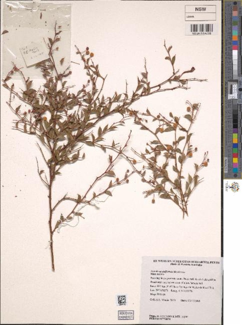 Acacia aculeiformis photo 3