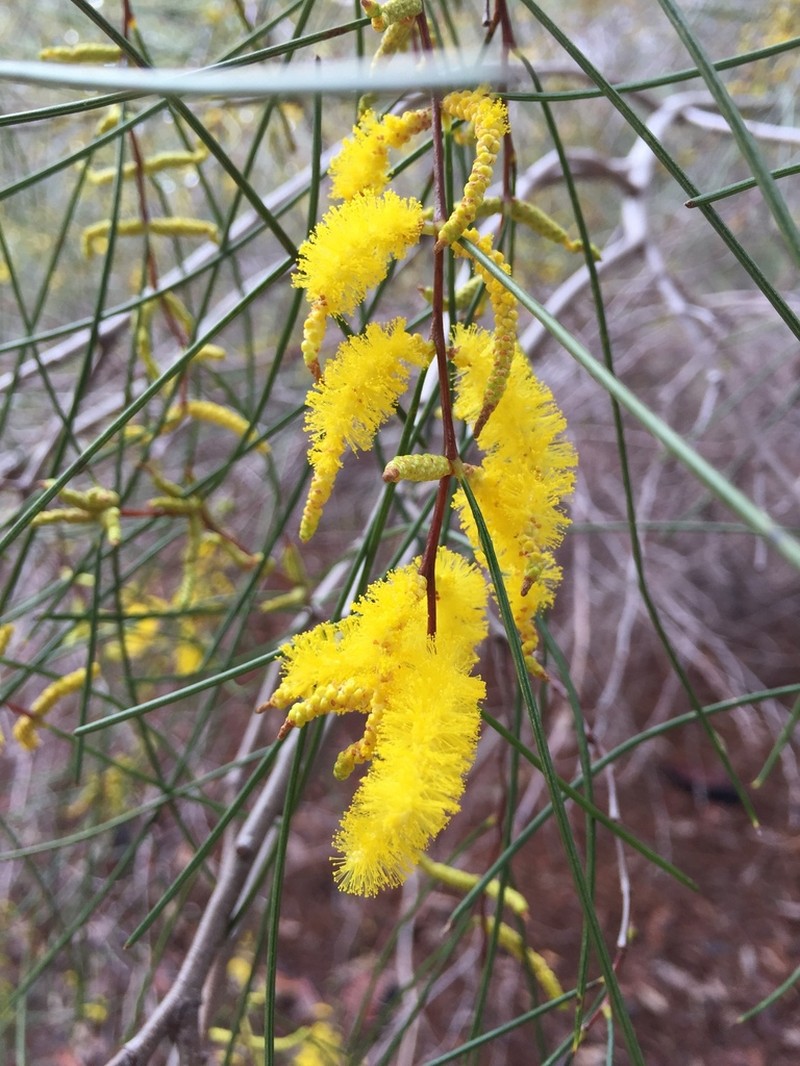 Acacia acuminata photo 3