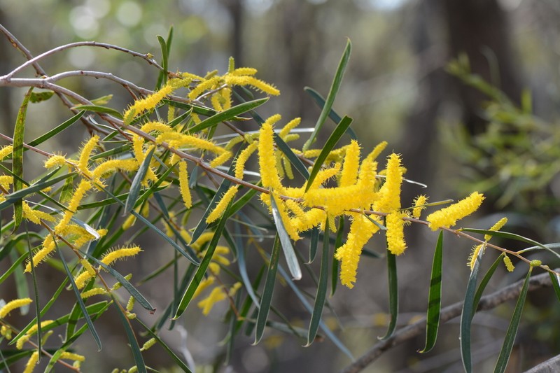 Acacia acuminata photo 4