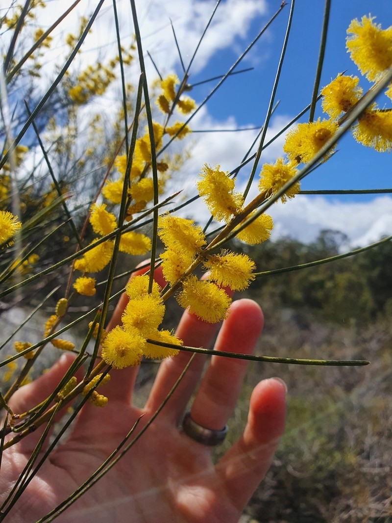 Acacia acuminata photo 5