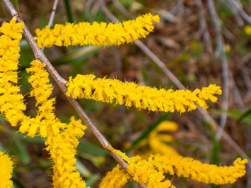 Acacia acuminata photo 6