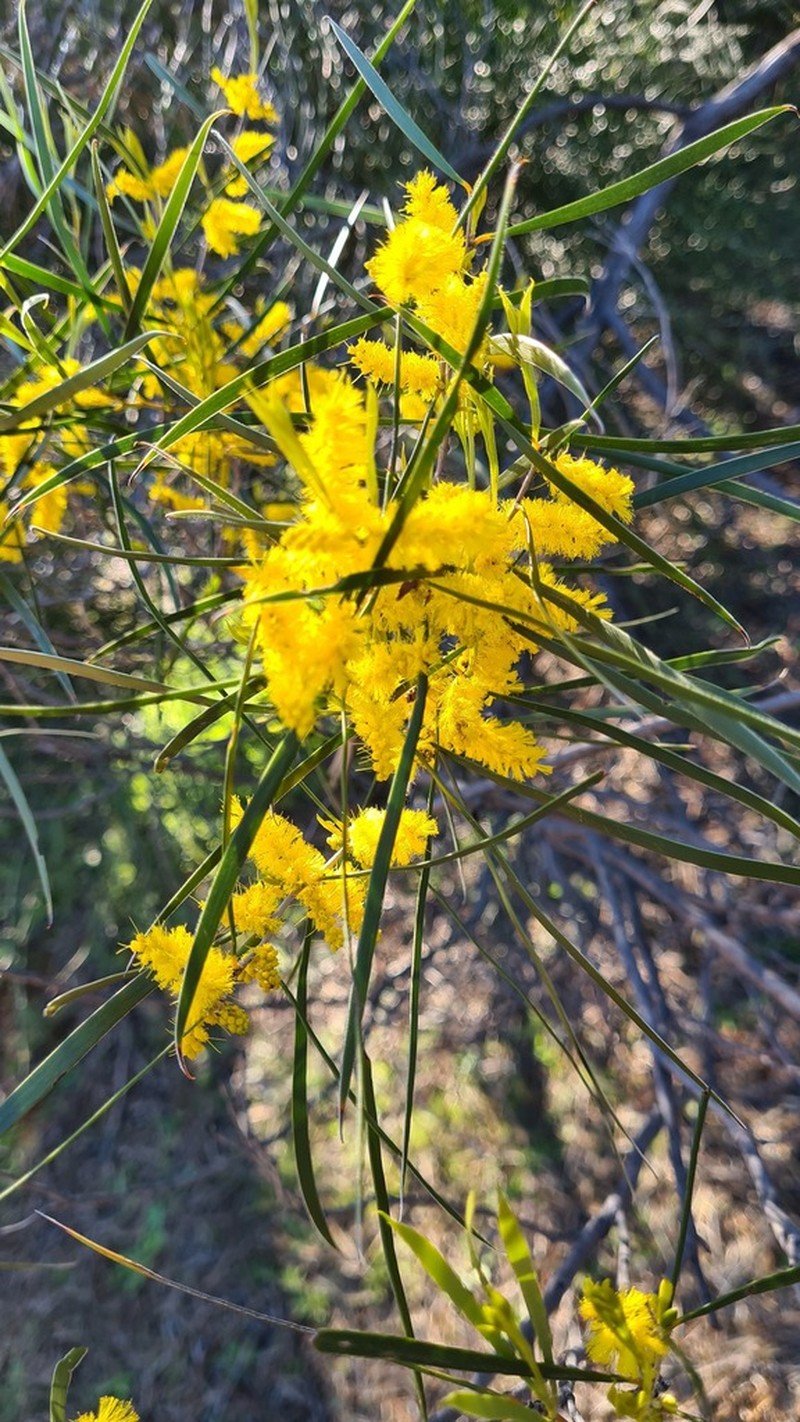 Acacia acuminata photo 7