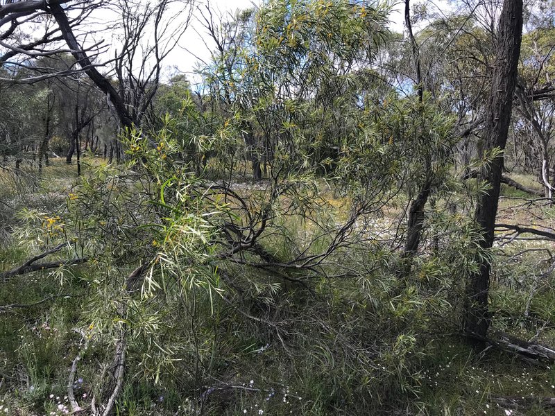 Acacia acuminata photo 2
