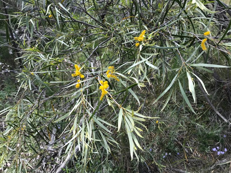 Acacia acuminata