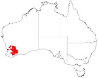 Acacia acutata