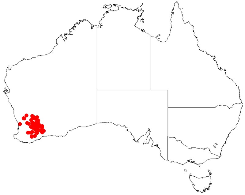 Acacia acutata
