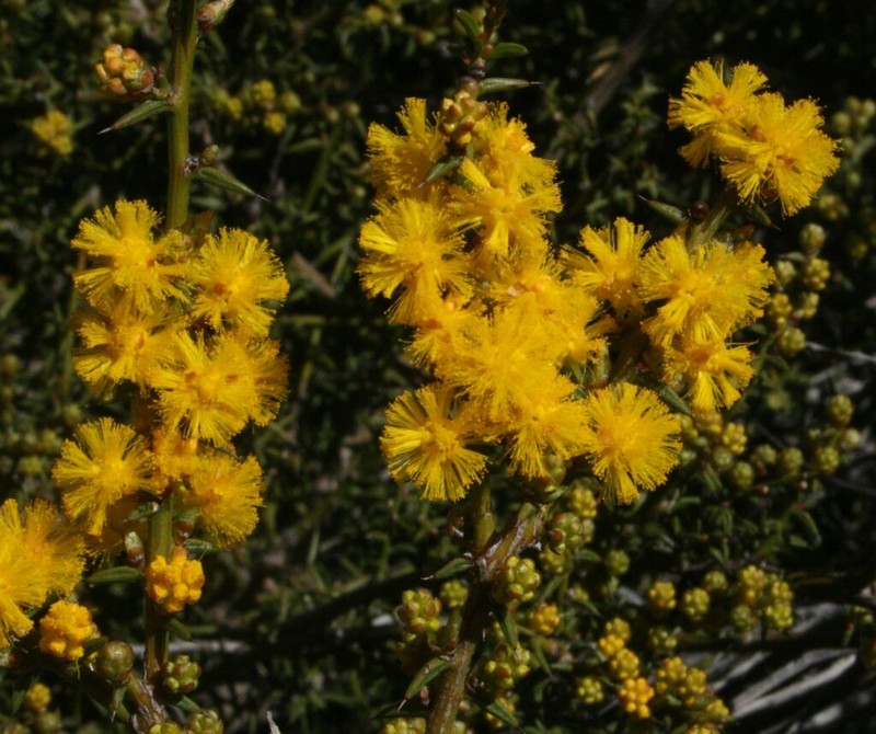 Acacia acutata photo 2