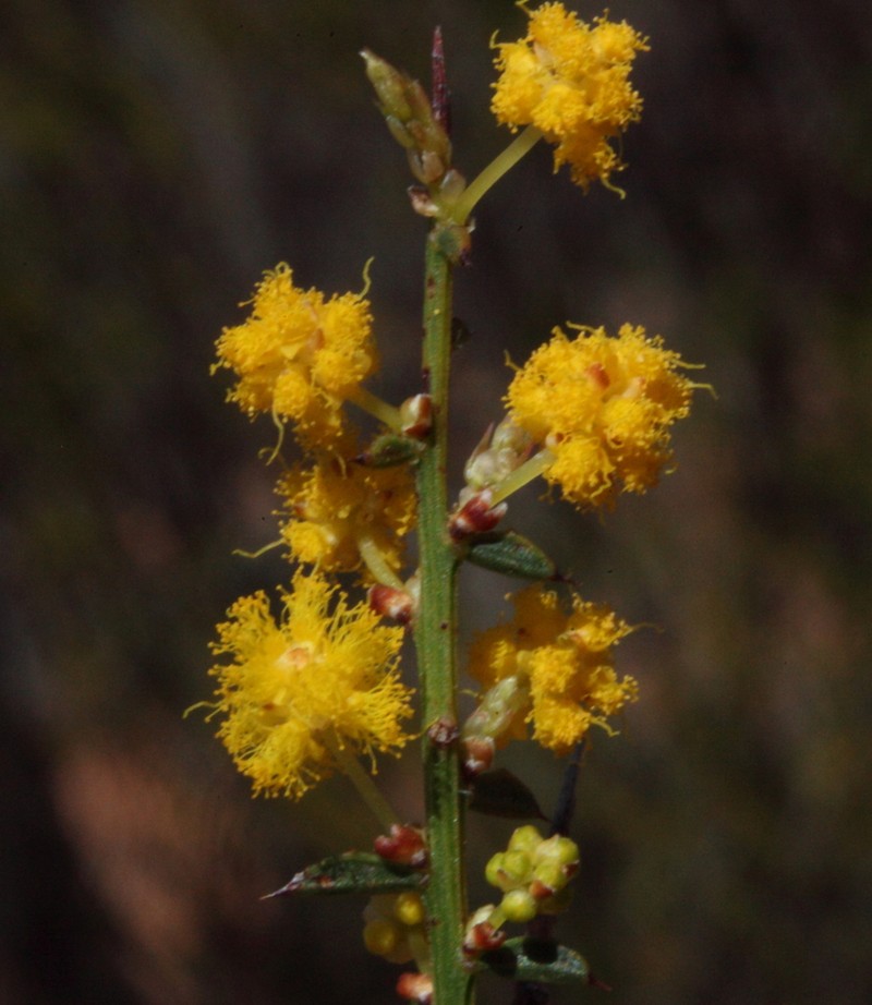 Acacia acutata photo 3