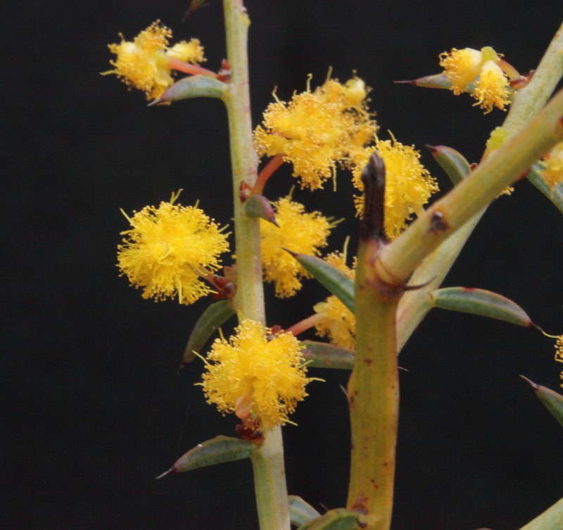 Acacia acutata photo 4
