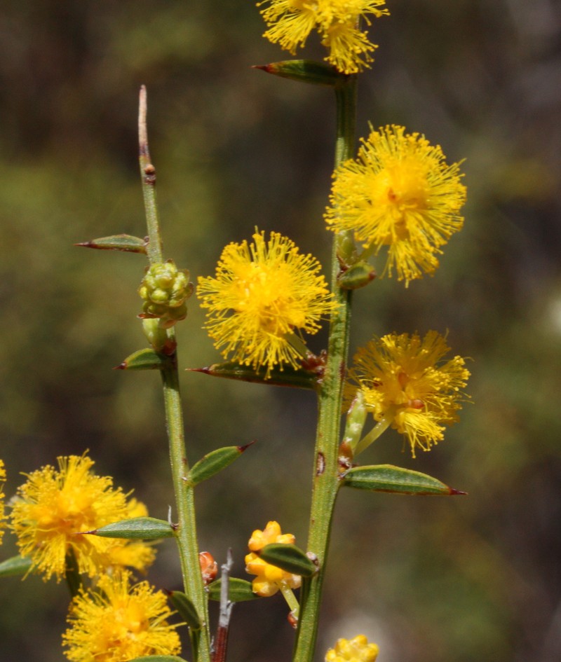 Acacia acutata photo 5