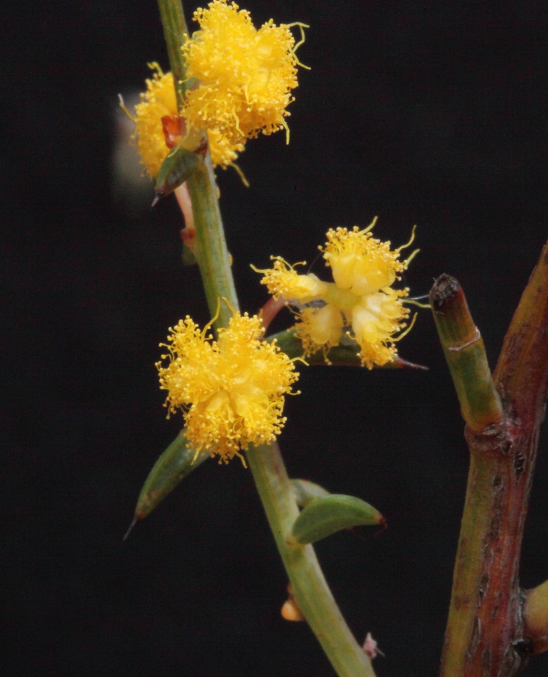 Acacia acutata photo 6