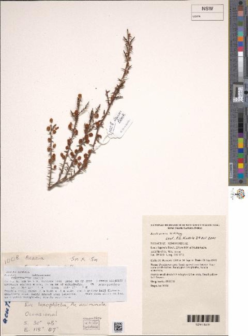 Acacia acutata photo 8