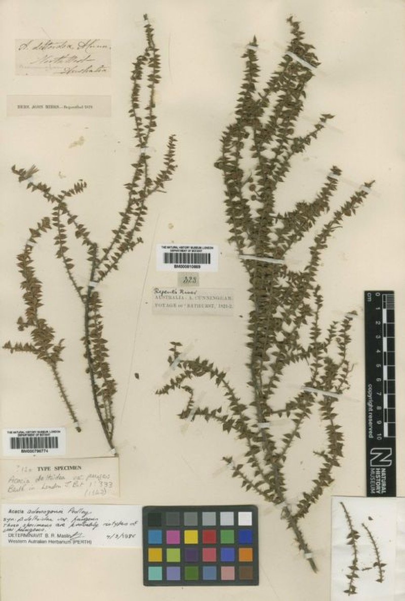 Acacia adenogonia