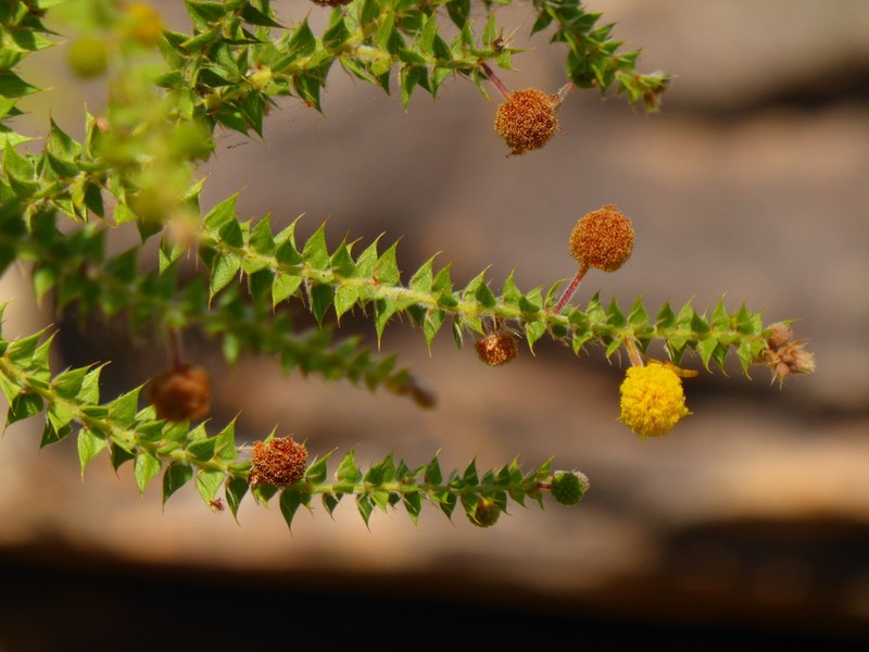 Acacia adenogonia photo 2