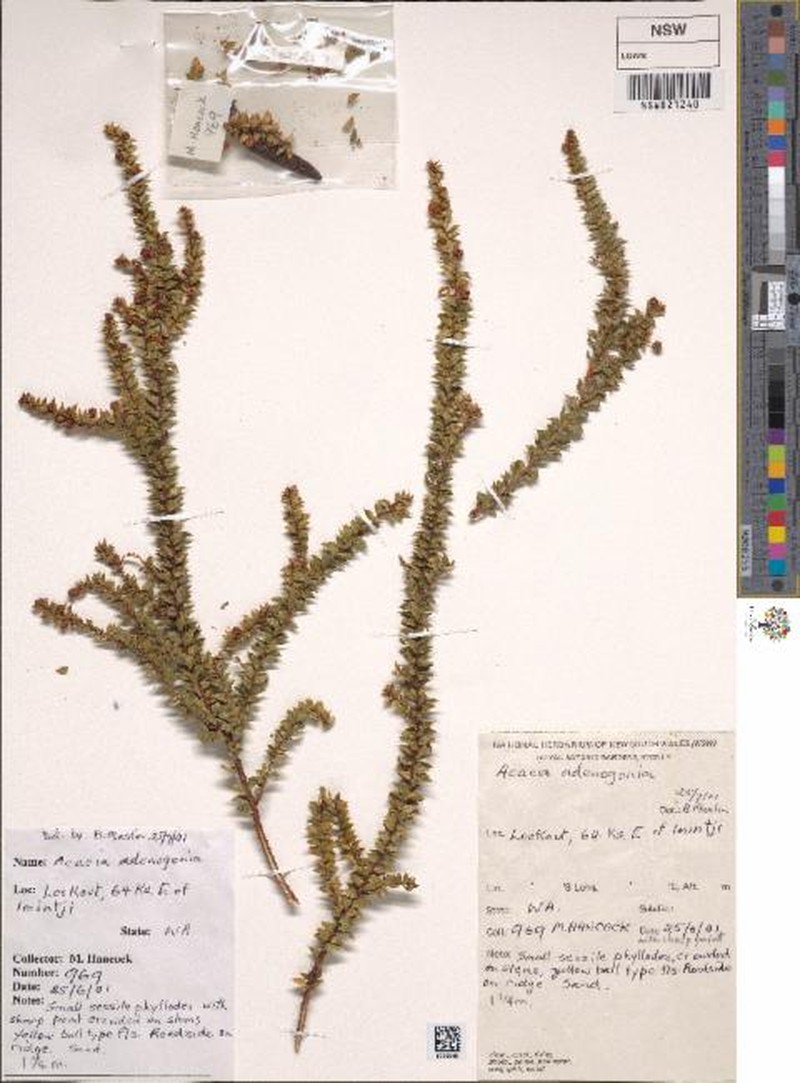 Acacia adenogonia photo 4