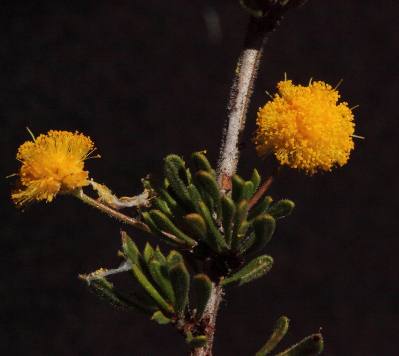 Acacia adinophylla photo 3