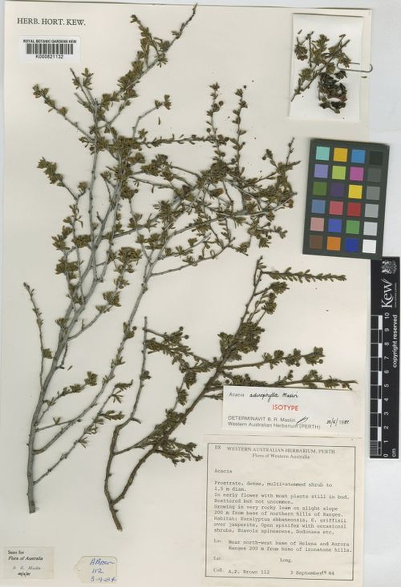 Acacia adinophylla