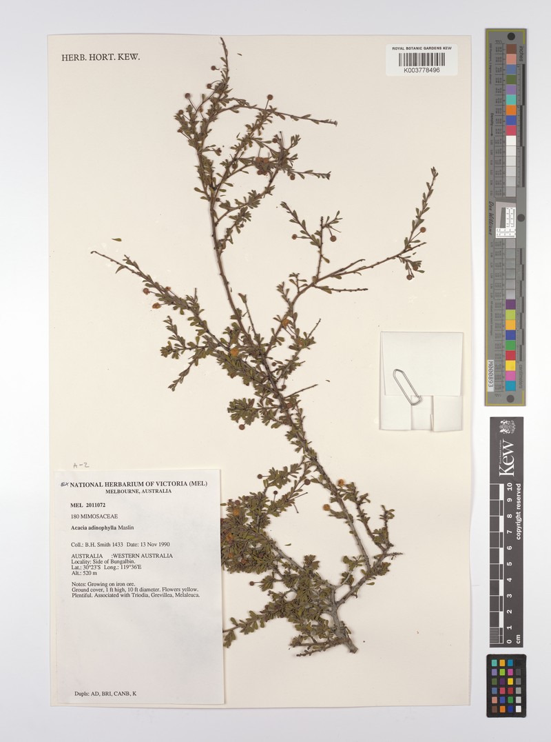 Acacia adinophylla photo 2