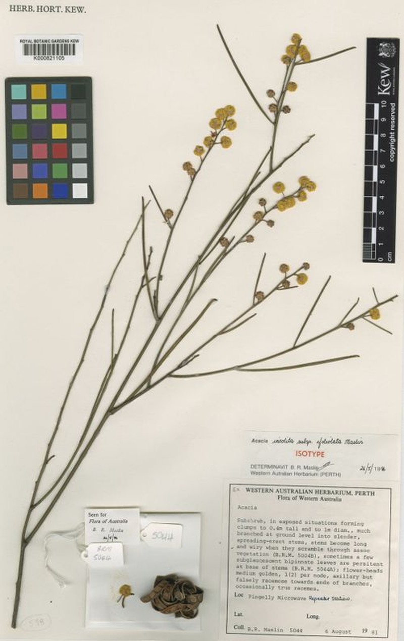Acacia adjutrices