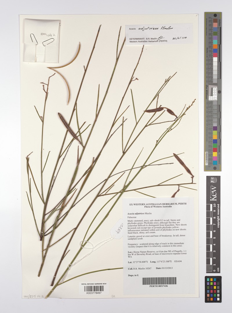 Acacia adjutrices photo 2