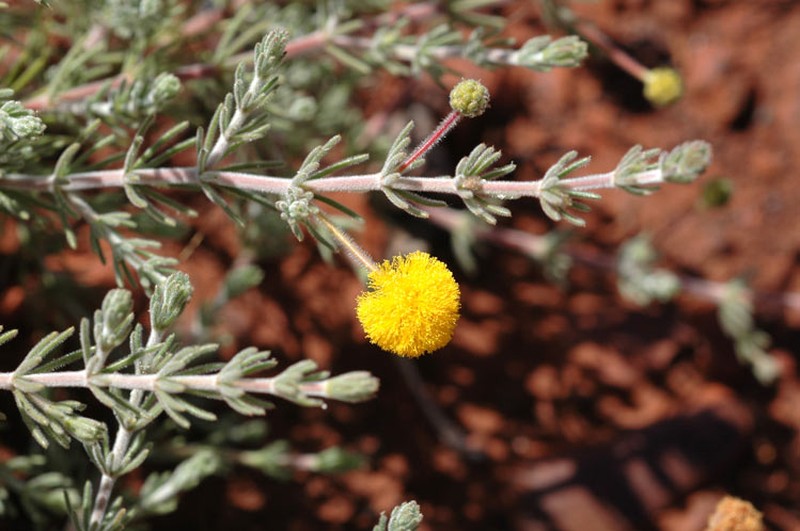 Acacia adoxa