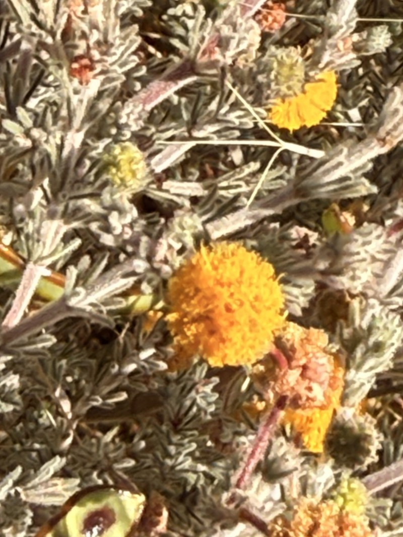 Acacia adoxa photo 2