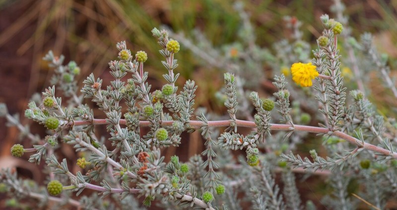 Acacia adoxa photo 3