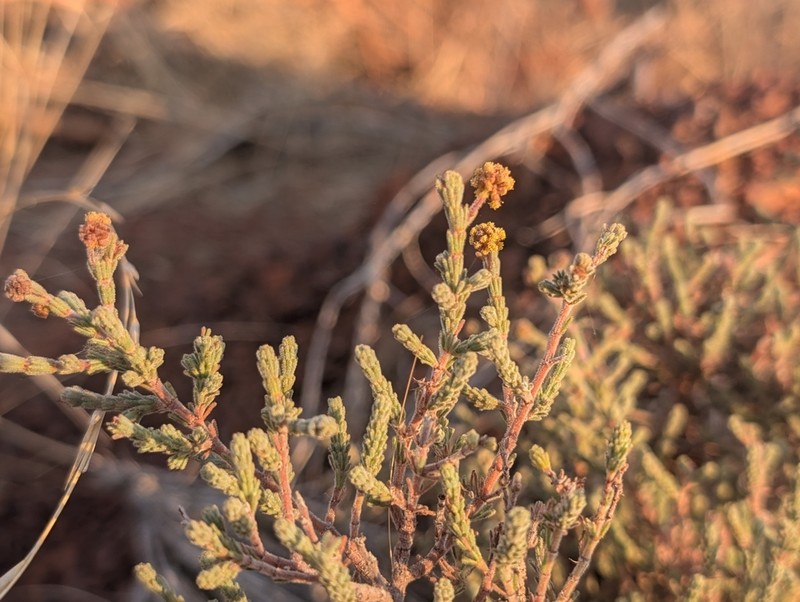 Acacia adoxa photo 4