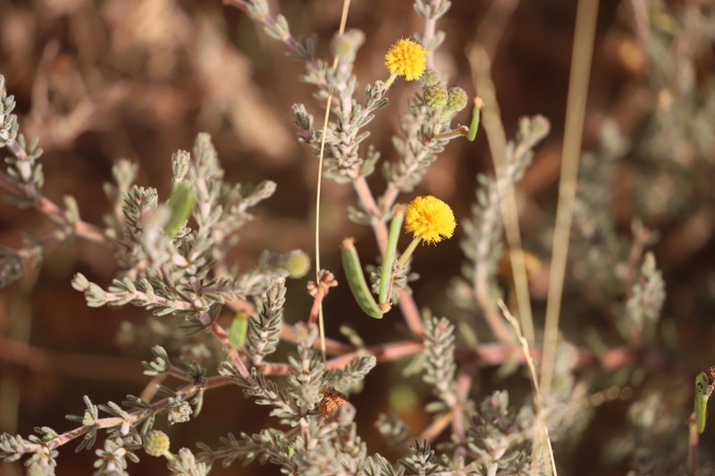 Acacia adoxa photo 5
