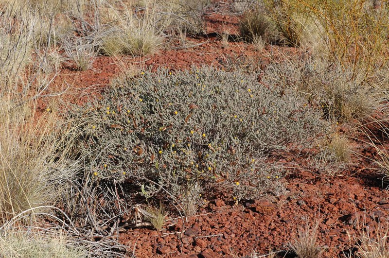 Acacia adoxa photo 6