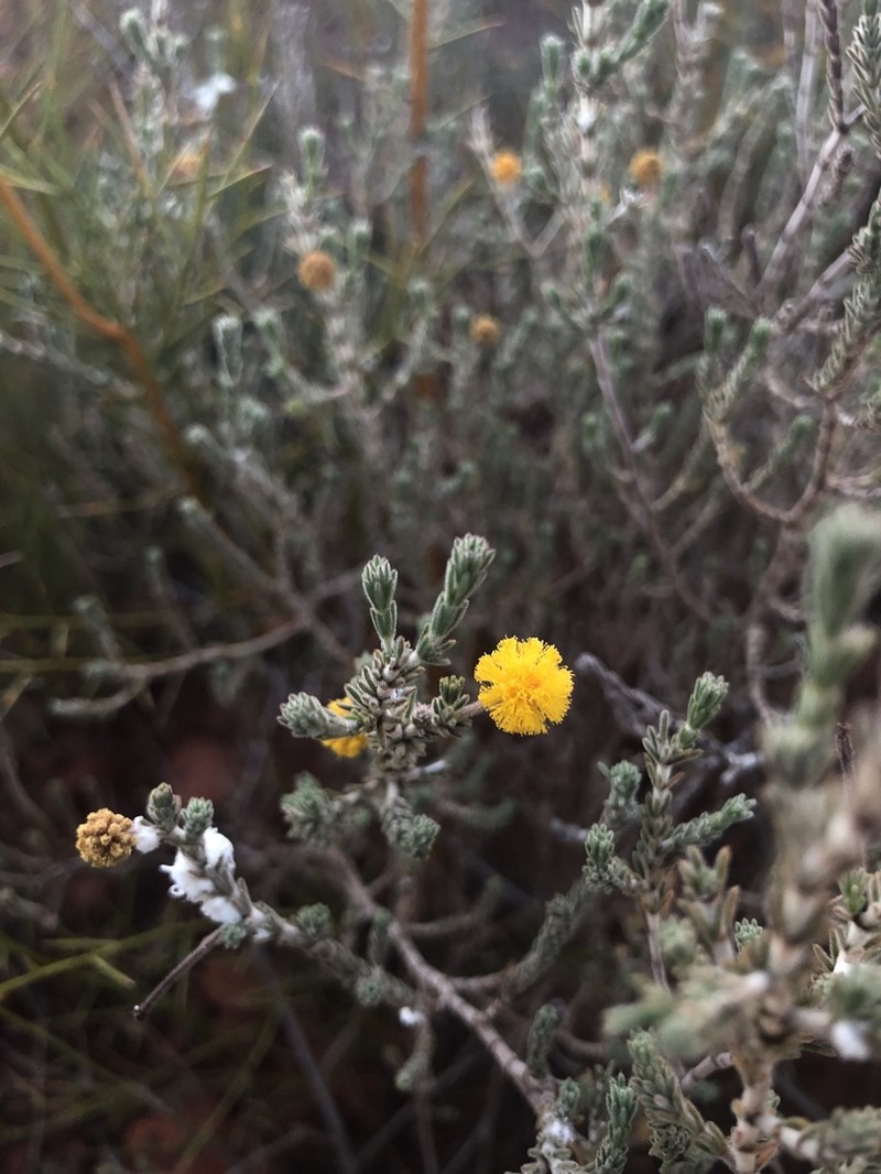 Acacia adoxa photo 7