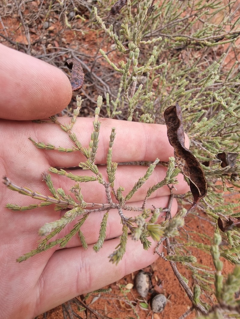 Acacia adoxa photo 8