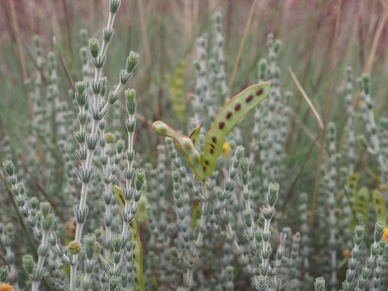 Acacia adoxa var. adoxa photo 2