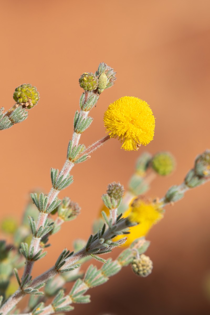 Acacia adoxa var. adoxa photo 3