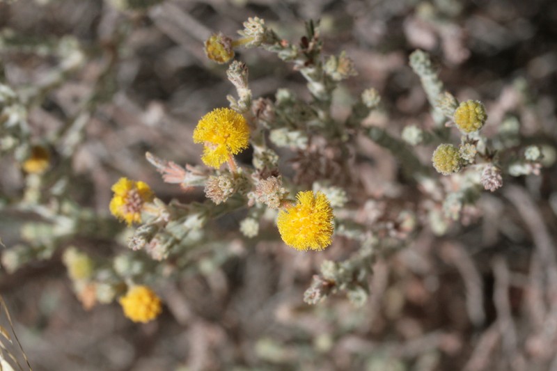 Acacia adoxa var. adoxa photo 5