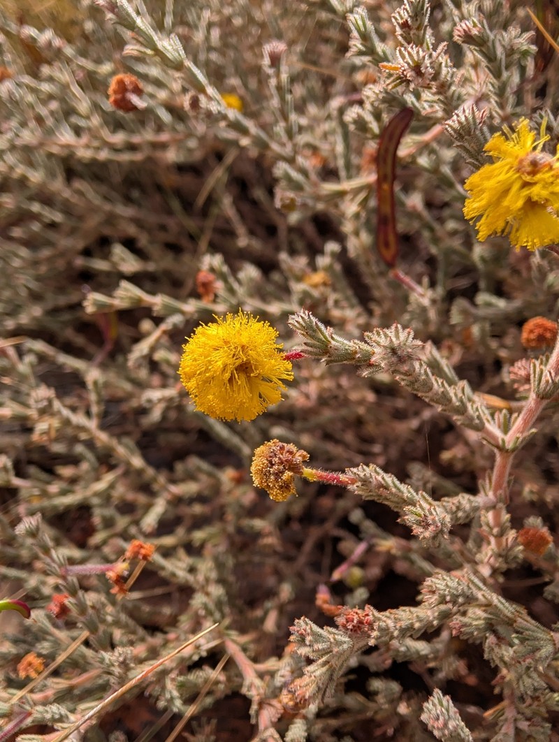 Acacia adoxa var. adoxa photo 7