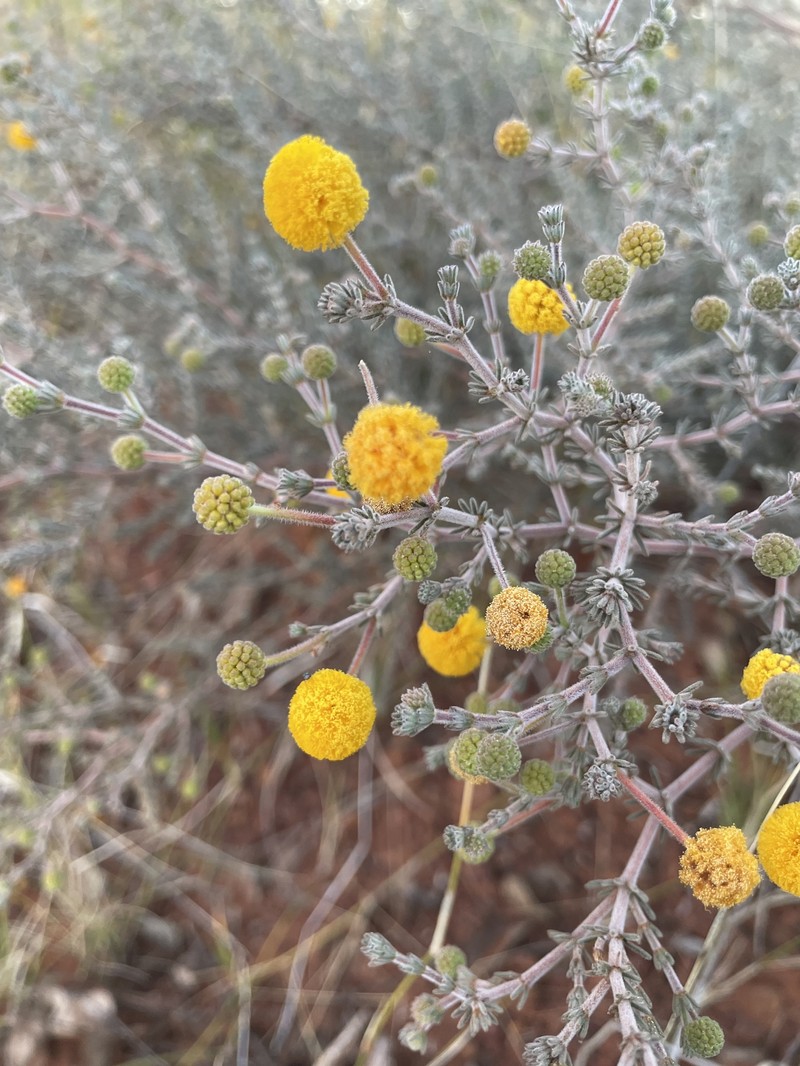 Acacia adoxa var. adoxa