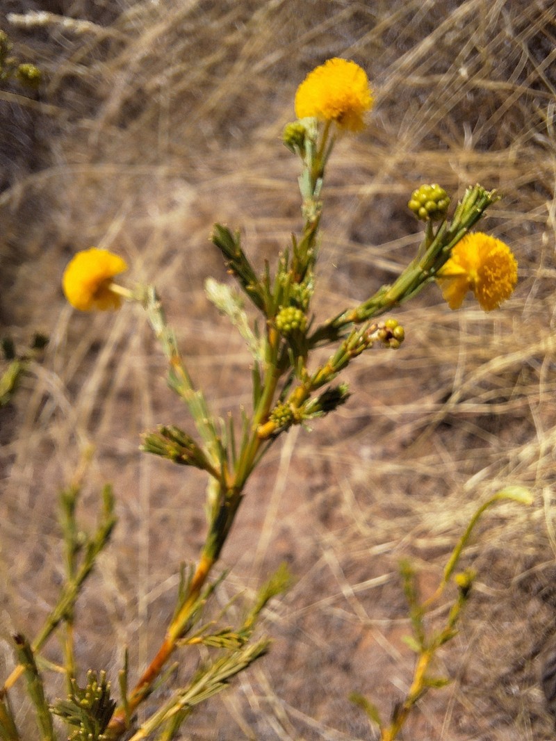 Acacia adoxa var. subglabra